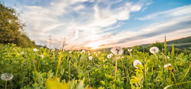 Domande di aiuto per biodiversità naturalistica