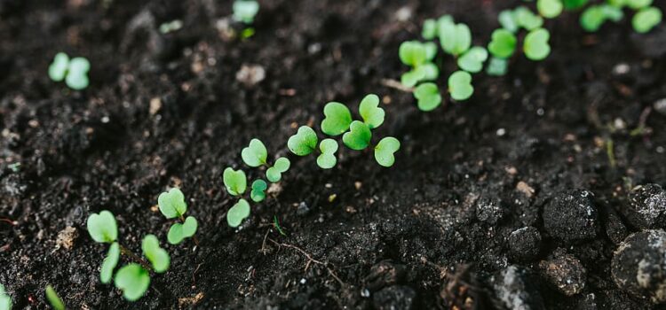 Presentazione progetti formativi in relazione ad Agricoltura, tecnologie, ambiente per settore primario