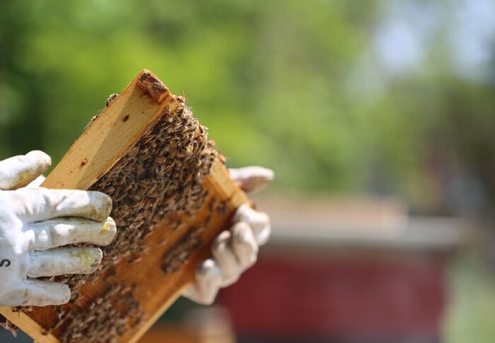 Iniziative a sostegno dell’apicoltura: alcune informazioni utili